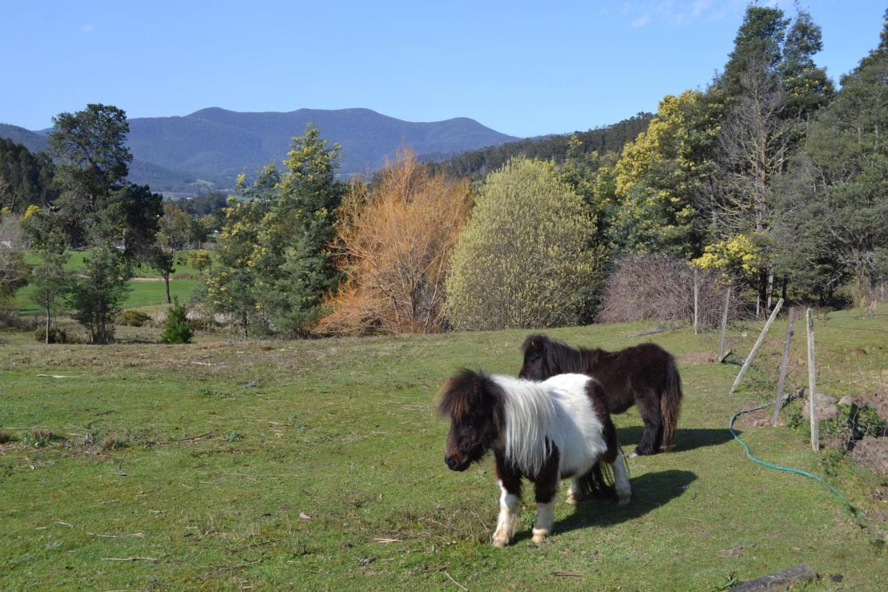 Franklin Whispering Spirit Holiday Cottages & Mini Ponies מראה חיצוני תמונה